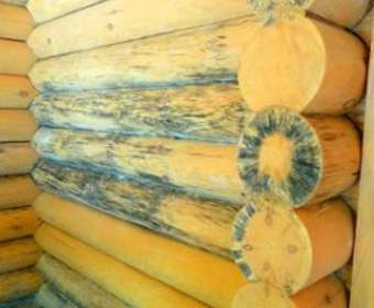 Как защитить стены из древесины от грибка
